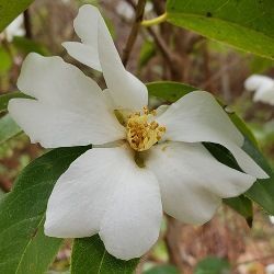 Yuhsiensis Fragrant Camellia, Camellia yuhsienensis